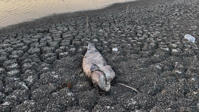 Tekirdağ’da doğanın tam ortasında korkunç tablo! Yüzlerce canlı için artık çok geç - Resim: 4