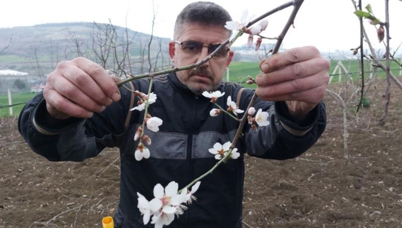 Samsun'da erik ağacını budamaya giden vatandaş, gördüğü manzara ile Türkiye'ye resmen kıyamet alameti haberi verdi.  "30 yıldır böylesini görmedim" - Resim: 6