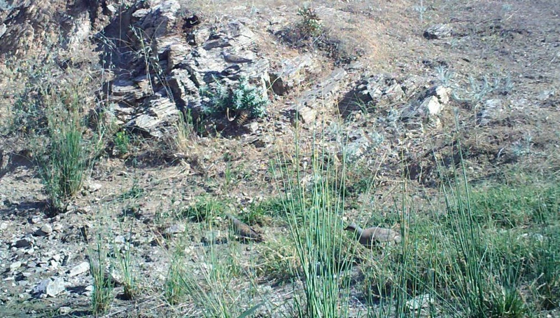 Denizli’de fotokapanlar farklı yönlere hareket eden onlarca canlıyı görüntüledi - Resim: 4