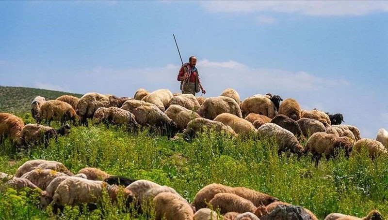 Isparta'da koyun ve keçi sürüleri için büyük tehlike! Çobanlar endişe içinde acil çözüm bekliyor - Resim: 4