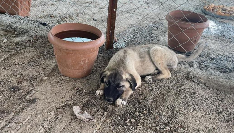 Osmaniye'de 2 tane hayvanı yan yana görmesinin ardından yanlarına gitti. 1 tane hayvanla ilgili detayı fark edince gözyaşlarını tutamadı - Resim: 4