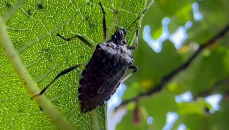 Yalova'da haftada 300.000 ile çoğalma potansiyeli olan istilacı hayvana karşı harekete geçildi. 10 bin 24 tanesi doğaya ona karşı salındı - Resim: 5