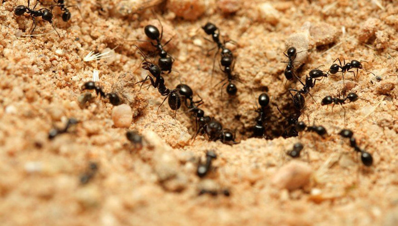 İnsanlıkla birlikte başladığı düşünülen tarım, 66 milyon yıl önce o canlı tarafından başladı - Resim: 4