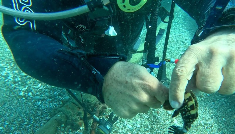 Antalya'da dalış yaptığı yerde, korkunç bir manzarayla karşılaştı. 3 tanesi suyun altında ölmek üzereydi - Resim: 2