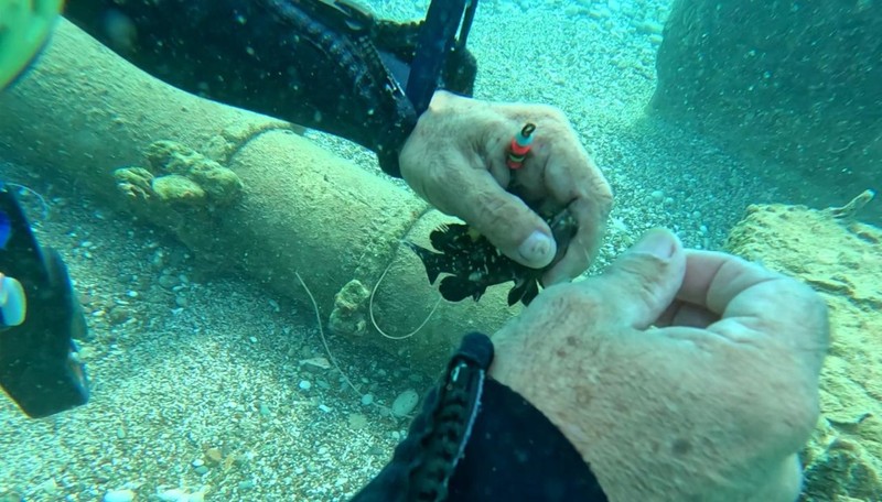 Antalya'da dalış yaptığı yerde, korkunç bir manzarayla karşılaştı. 3 tanesi suyun altında ölmek üzereydi - Resim: 5