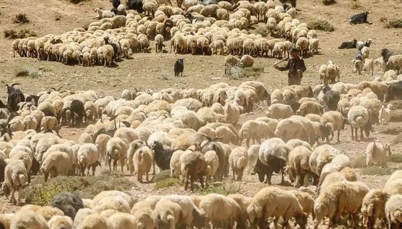 Tunceli'de 1000'lerce koyun ve keçide ortaya çıktı. Yayılırsa hepsi 1 hafta içinde ölecek. Yetkililer 28 gün boyunca yasakladı - Resim: 1