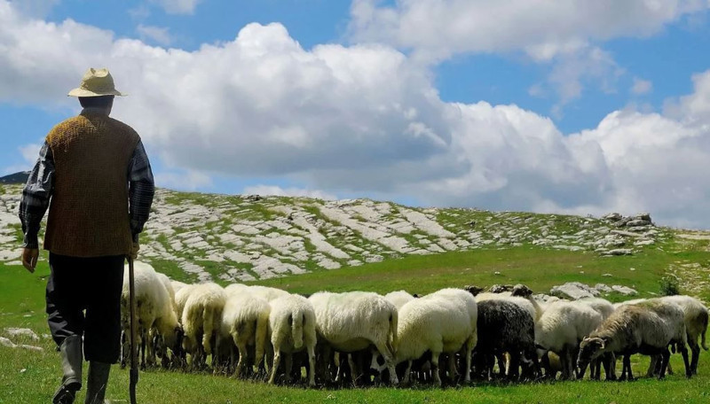 Kars’ta 200'lerce koyunu otlatmaya çıkaran çoban kayalıklara doğru gittiğinde korkunç bir şey oldu. 200'lerce bir anda kafasını aynı anda kayalıklara çevirdi - Resim: 2