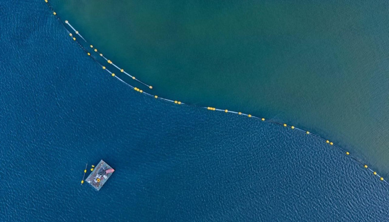 Masmavi sularda üç neşeli misafirin dalgalarla yaptıkları dans görenleri mest etti - Resim: 3
