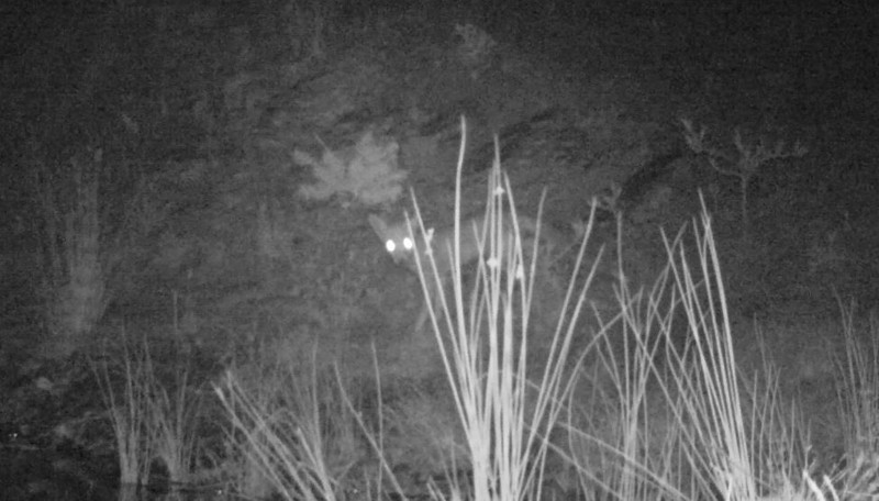 Denizli’de fotokapanlar farklı yönlere hareket eden onlarca canlıyı görüntüledi - Resim: 3