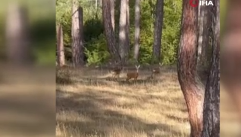 Karabük’te 1 değil tam 3 tanesi aynı anda görüldü. O anları cep telefonuyla kayda aldı - Resim: 3