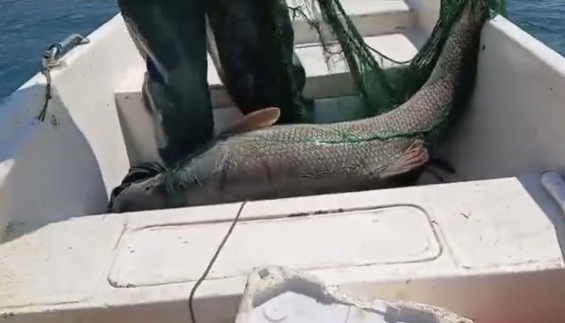 Elazığ'da av yasağı gelmeden son anda yakaladı. Bir gün önce 60 kilogram yakalanan yerde buldu. Bu kez tam 72 kilogram ağırlığında - Resim: 3