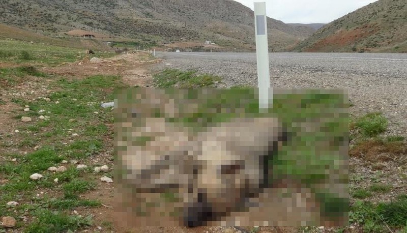 Adıyaman, Batman, Diyarbakır, Gaziantep, Kilis, Mardin, Siirt, Şanlıurfa ve Şırnak'ta aranıyordu... Acılar içinde kıvranarak öldü - Resim: 3
