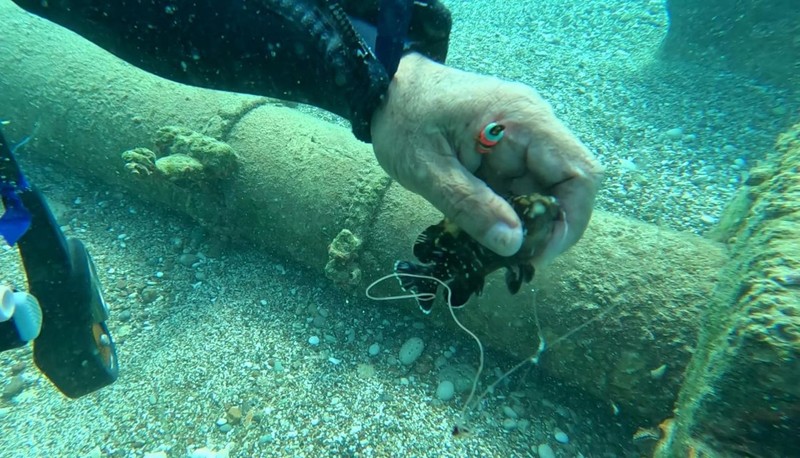 Antalya'da dalış yaptığı yerde, korkunç bir manzarayla karşılaştı. 3 tanesi suyun altında ölmek üzereydi - Resim: 7