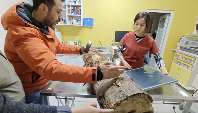 Kastamonu'da tam 9 tanesi ağaç kütüğünden çıkarıldıktan sonra doğaya salındı. Resmi ekipler işlemi yaptı. 9'u anında her bir tarafa dağıldı - Resim: 1