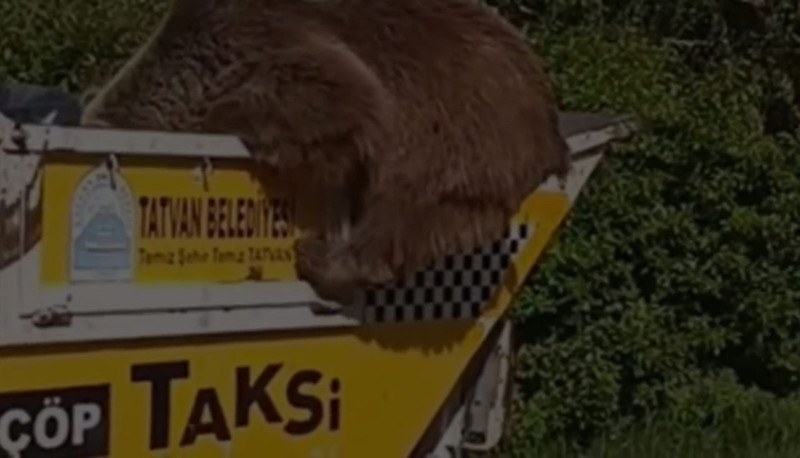 Açlıkla boğuşan yaban hayvanı çöplükte yiyecek ararken görüntülendi! - Resim: 2