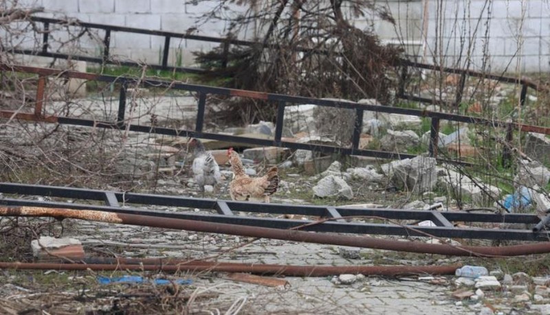 Hatay'da 338 tane hayvan teker teker 5 metrelik kireçle dolu çukurda itlaf edildi... Eğer itlaf edilmeselerdi onlar yüzünden 1000'lerce hayvan telef olacaktı - Resim: 3