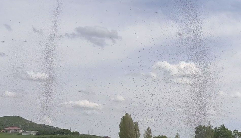 Ardahan ve Kars üzerinden 1000'lerce hayvan teker teker Türkiye'ye giriş yaptı. 1000'lerce hayvanın tek hedefi şu anda her yeri istila etmek - Resim: 1