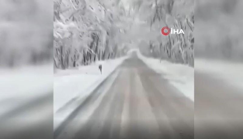 Karabük-Bartın yolundaki ağaç tünelden geçen sürücü onu gördü. Nadir canlı, yol kenarında biriken kar kütlesi üzerinde koşuyordu - Resim: 1