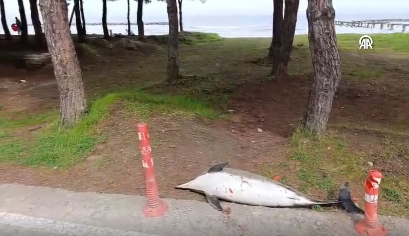 Samsun'da sahil kenarında cansız halde gören vatandaşlar polise bildirdi. Hemen inceleme yapıldı - Resim: 1