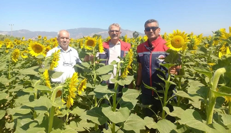 Aydın’da pamuk yerine alternatif ürün olan ayçiçeğinde 95 bin dekarı aşkın alanda hasat yapılıyor - Resim: 2