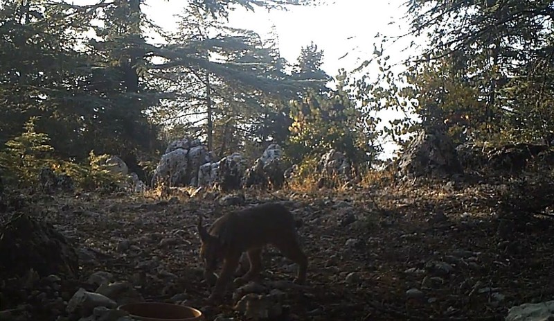 Burdur, Antalya ve Isparta'dan başka hiçbir yerde yok... Her yerde fellik fellik aranan hayvan 1,2,3 diyerek ortaya çıktı - Resim: 8