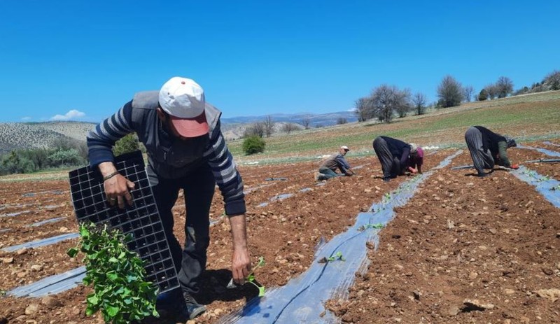 Konya'da 1'er 1'er toprağa bırakılmaya başlandı. Üzerine ne gelirse gelsin onu topraktan koparamaz. Yakında Konya'da her yerde dolacak - Resim: 1