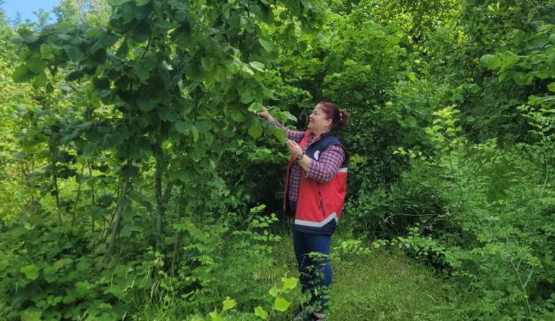 Kastamonu'da haftada bir çırpıda 200.000 ile çoğalan istilacı hayvana karşı hazırlık sürüyor. 5.000 yeni tanesi doğaya salındı - Resim: 2