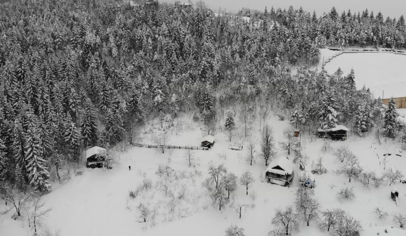 Artvin'de her bir tanesi 700 ila 900 kilogram arasında değişiyor... Ahırlarda tutuluyorlar... Zorlu kış şartlarında kar altında onları beslemek de zorlaştı - Resim: 1