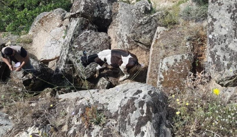 Aydın’da 1,2 tane inekle ilgili ihbar alan ekipler kısa süre içerisinde bölgeye gitti. Ekipler 2 ineği ararken gördükleri manzara ile şaşıp kaldı - Resim: 1