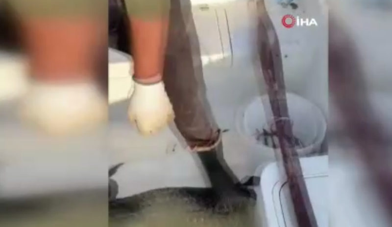 Sakarya'da nadir hayvan ağalara takıldı! Balıkçının yaptığı hareket taktir topladı - Resim: 1