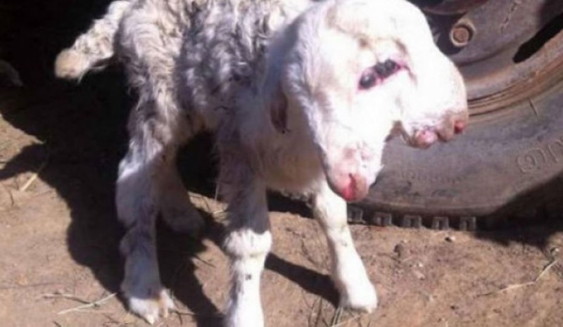 Çiftçinin ahırında hamile olan koyun doğum yaptı. Karşısında 2 taneyle görünce dehşete düştü. Veterinerin resmi raporunda yazan detay ise inanılmaz - Resim: 4