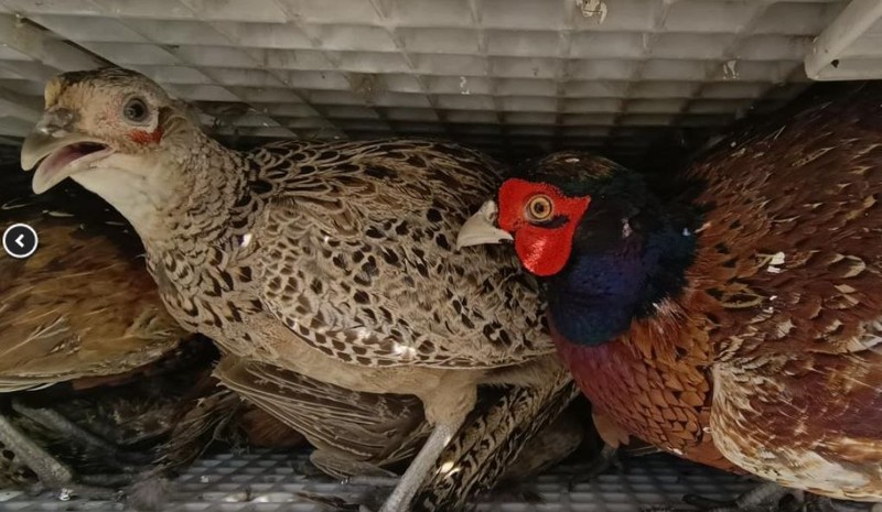 Ordu'da 800 tanesi, günde 300.000 tane ile birlikte çoğalabilen hayvana karşı doğaya salındı... 800'e karşı 300.000 - Resim: 4