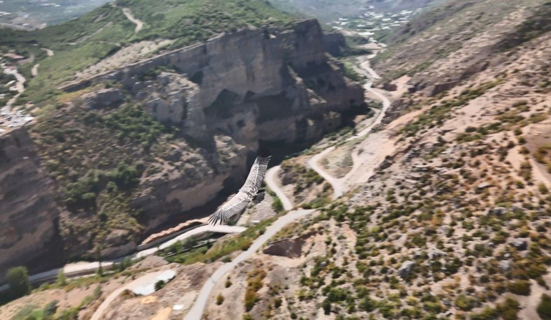 Artvin’in Ardanuç ilçesinde dron kamerası gökyüzünde süzülen canlıyı görüntüledi - Resim: 3