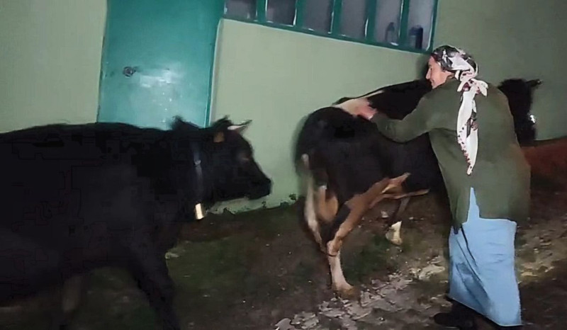 Bartın’da yağmurdan taşan dere yatağı 2 hayvanı esir aldı! Ekiplerin 2,5 saatlik çalışmasıyla kurtarıldı - Resim: 3