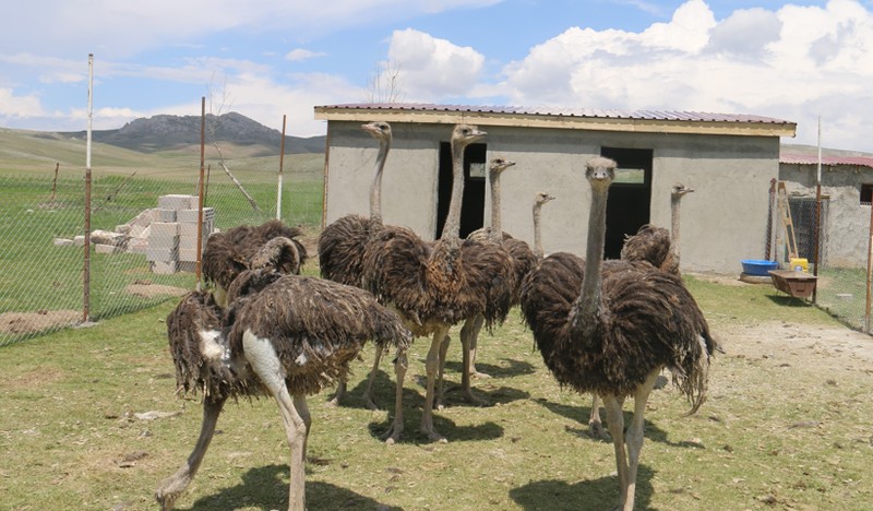 Ağrı’dan Sivas’a ilk başta 9 tanesini getirip çiftliğe yerleştirdi. Sivas’ta o 9 tane hayvanı gören vatandaşlar ilk kez görmeleri nedeniyle büyük heyecan yaşadı - Resim: 4