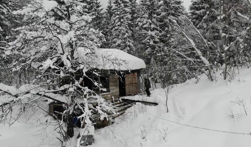 Artvin'de her bir tanesi 700 ila 900 kilogram arasında değişiyor... Ahırlarda tutuluyorlar... Zorlu kış şartlarında kar altında onları beslemek de zorlaştı - Resim: 4