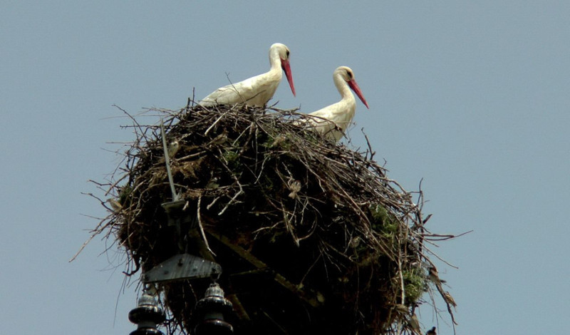 Kütahya’da 1000'lercesi 2'nci kez aynı hareketi yaptı. O hayvanın 2'nci kez yaptığı hareket Türkiye'yi endişelendirdi - Resim: 4