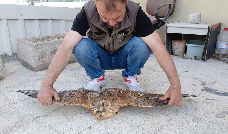 Niğde'de Enerji iletim hattında görevli hat bakım şefi Cengiz Koç çalışma sırasında o hayvanı gördü. 1 adım atacak hali yoktu - Resim: 5