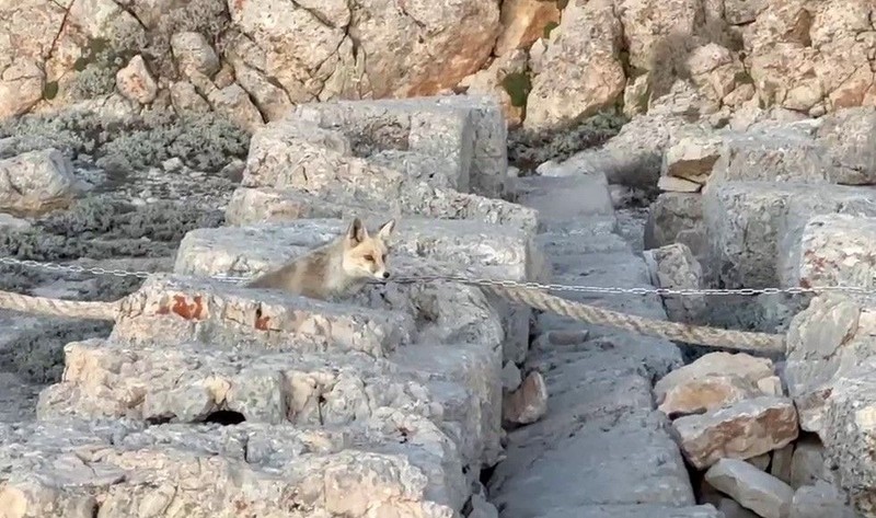 Adıyaman'da koruma altındaki Nemrut Dağı'nda tarihi heykellerin arasında  1 tanesi turistlerin önüne çıktı. Hepsi fotoğrafını çekmek için sıraya girdi - Resim: 2