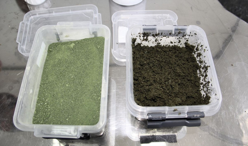 Karadeniz’de büyük temizlik! Sinop’ta denizden toplanan yosunlar değerlendiriliyor - Resim: 5