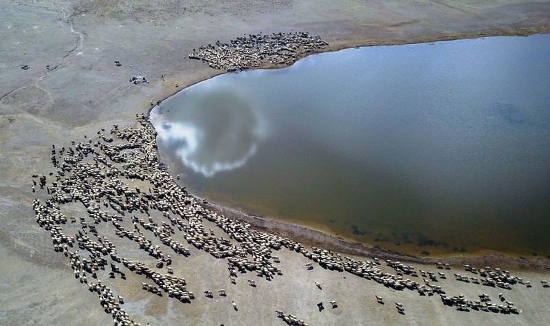 Yerden 2250 metre yüksekteki Kalp Gölü'nün etrafına toplanıp su içtiler... Nemrut Dağı'nın o görüntüsü kartpostallık görüntüler oluşturdu - Resim: 9