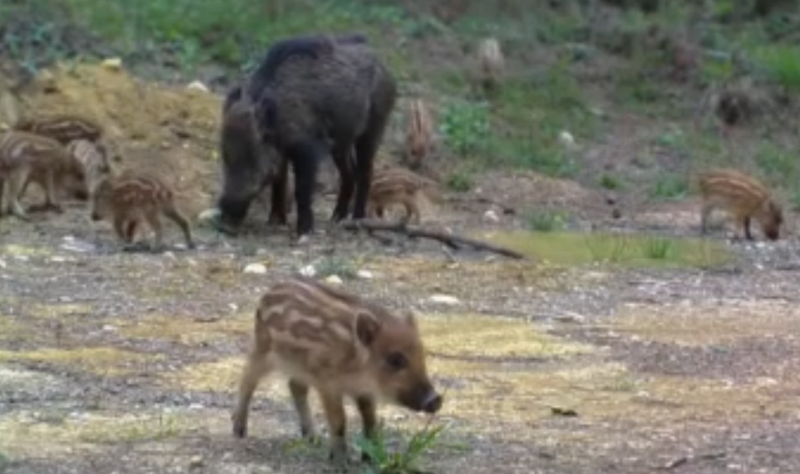 Karabük'te anne ve yanındaki 13 yavrusu birlikte görüntülendi. 100.000 taneye kadar yavru bırakabiliyor - Resim: 3