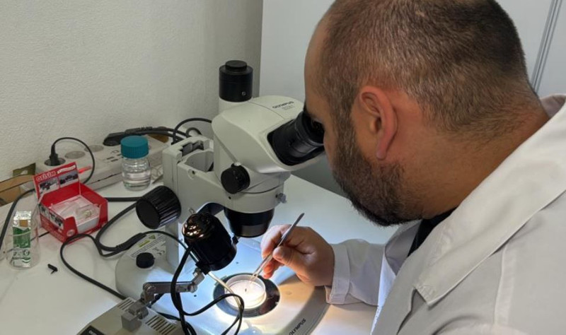 Avustralya'dan yola çıktı 100 adım 100 adım. Sivas, Çorum, Yozgat, Çankırı, Tokat, Kayseri, Erzurum ve Erzincan'a girdi! Çoğalmak için erkeğe ihtiyacı yok - Resim: 3