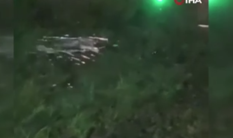 Muğla'da 1 tanesi doğada çalılıkları yarıp geçtiği sırada görüntülendi. Yakında onu 1 kez bile Türkiye'de görmek zor olacak - Resim: 4