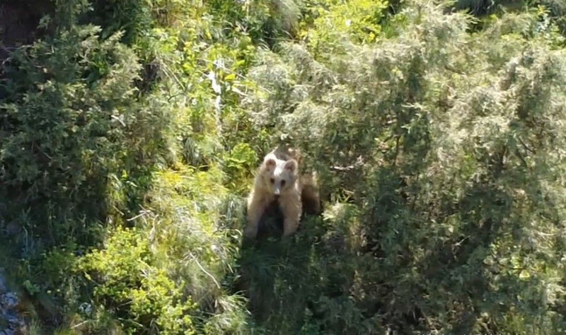 Erzurum’da doğa tutkununu heyecanlandıran anlar! Dron kamerasına yansıyan görüntüler ilgi çekti - Resim: 4