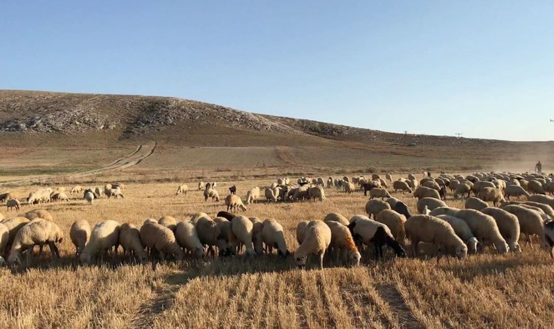 Karaman'da yaşayan koyun ve kuzu sahiplerine resmi duyuru geldi. 8 Nisan 2025'ten itibaren kesin olarak yasaklandı - Resim: 1
