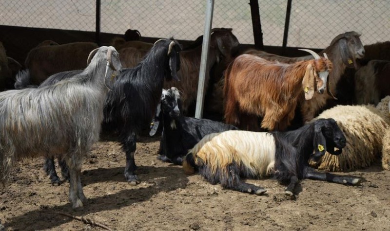 Kırıkkale’de koyunu değil sadece 1 tane kuzusu vardı. 1 tane kuzusundan sonra sayı 24 koyuna çıktı. Çiftçi ahıra gidip gördüğü manzara ile yıkıldı - Resim: 4