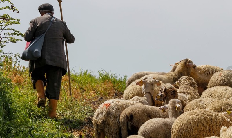 Hakkari'de 300'lerce koyuna bakan çoban, Türkiye'yi bekleyen korkunç gerçeği Hakkari'de açıkladı! 300'lerce koyuna bakan çobanlar hakkında "İran" detayı - Resim: 3