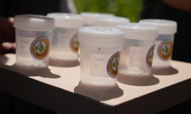 Samsun'da 40.000 tanesi teker teker doğaya salınacak... Doğa salındıktan 7 yıl sonra etkisini gösterecek - Resim: 4