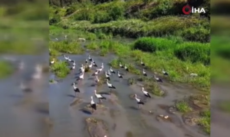 Karabük’te leylek sürüsüyle birlikte avlanan pelikan dronla görüntülendi - Resim: 3